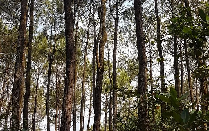 Pine Forest Pengger near Yogyakarta